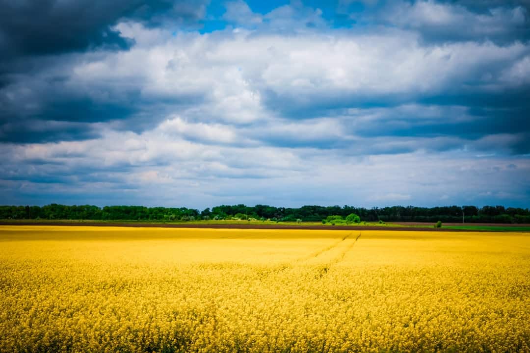Ukraine wheat fields